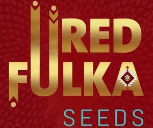 Seeds — Red Fulka